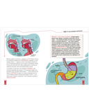 Реальная биология. Как устроено тело человека — фото, картинка — 8