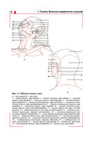 Анатомия головы (с нейроанатомией) — фото, картинка — 9