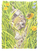 История одного волчонка — фото, картинка — 2