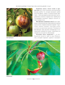 Секреты малоуходного сада. Как создать дизайн участка с неприхотливыми декоративными растениями — фото, картинка — 11