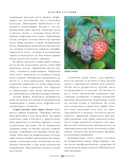 Секреты малоуходного сада. Как создать дизайн участка с неприхотливыми декоративными растениями — фото, картинка — 12