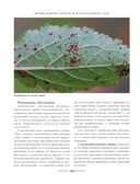 Секреты малоуходного сада. Как создать дизайн участка с неприхотливыми декоративными растениями — фото, картинка — 13