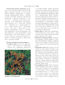 Секреты малоуходного сада. Как создать дизайн участка с неприхотливыми декоративными растениями — фото, картинка — 14