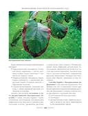 Секреты малоуходного сада. Как создать дизайн участка с неприхотливыми декоративными растениями — фото, картинка — 5