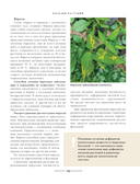 Секреты малоуходного сада. Как создать дизайн участка с неприхотливыми декоративными растениями — фото, картинка — 6