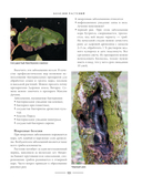 Секреты малоуходного сада. Как создать дизайн участка с неприхотливыми декоративными растениями — фото, картинка — 8