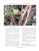 Секреты малоуходного сада. Как создать дизайн участка с неприхотливыми декоративными растениями — фото, картинка — 9