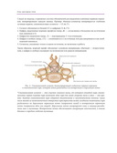 Атлас триггерных точек. Современные подходы к работе с мышцами и суставами при болевых синдромах — фото, картинка — 11