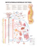 Большой атлас анатомии человека — фото, картинка — 3