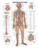 Большой атлас анатомии человека — фото, картинка — 4