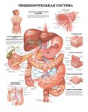Большой атлас анатомии человека — фото, картинка — 5