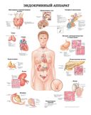 Большой атлас анатомии человека — фото, картинка — 6