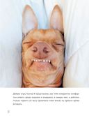 Туна. История собаки-улыбаки — фото, картинка — 14