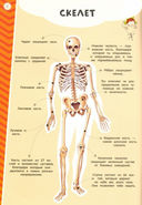 Тело человека. Мой атлас с наклейками — фото, картинка — 1