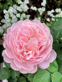 Розы в саду. Практический курс начинающего розовода — фото, картинка — 2