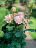Розы в саду. Практический курс начинающего розовода — фото, картинка — 12