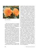 Розы в саду. Практический курс начинающего розовода — фото, картинка — 13