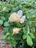 Розы в саду. Практический курс начинающего розовода — фото, картинка — 14