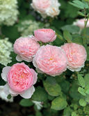 Розы в саду. Практический курс начинающего розовода — фото, картинка — 15
