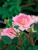 Розы в саду. Практический курс начинающего розовода — фото, картинка — 5