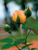 Розы в саду. Практический курс начинающего розовода — фото, картинка — 7