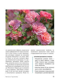 Розы в саду. Практический курс начинающего розовода — фото, картинка — 10