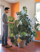 Зелёный дом. Самое понятное руководство по уходу за комнатными растениями — фото, картинка — 11